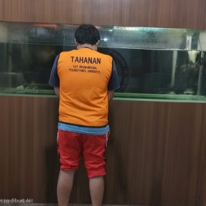 Pengedar Ganja Surabaya Diamankan, Satresnarkoba Polrestabes Surabaya Temukan Paket Siap Edar di Dua Lokasi