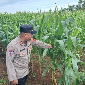Polsek Kronjo Pantau Pertumbuhan Jagung Program Gerakan Wangsakara “Parakan Ketapang” di Pagedangan Udik