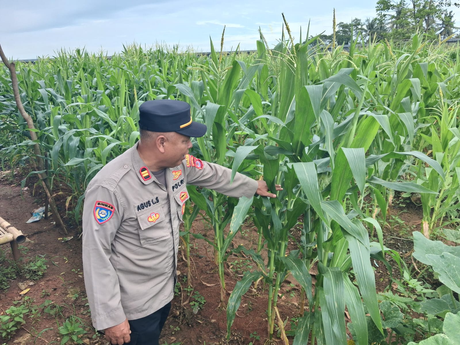 Personel Polsek Kronjo memantau pertumbuhan jagung Program Gerakan Wangsakara di Desa Pagedangan Udik Kronjo