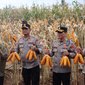Kapolda Jatim dan Gubernur Panen Jagung di Green Farm Banyuwangi Penuhi Target Swasembada Pangan