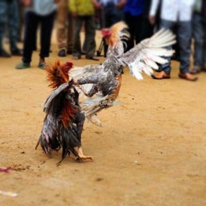 Ancaman Pasal 303 KUHP Tak Digubris, Judi Sabung Ayam di Jombang Kian Meresahkan