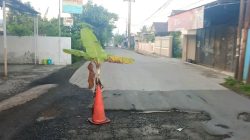 Jalan di tanam pohon pisang, Warga Kecewa, Jalan Rusak Tak Kunjung Diperbaiki   