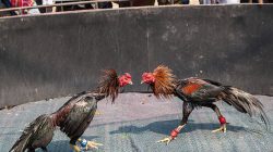 Lapor Pak Kapolda : Ada Mata Rantai Judi Sabung Ayam di Sendangrejo-Jombang Tidak Tersentuh APH