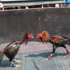 Lapor Pak Kapolda : Ada Mata Rantai Judi Sabung Ayam di Sendangrejo-Jombang Tidak Tersentuh APH