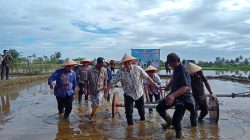 Bupati Pangkep Pimpin Tanam Perdana Padi Modern PM.AAS Di Labakkang
