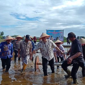 Bupati Pangkep Pimpin Tanam Perdana Padi Modern PM.AAS Di Labakkang
