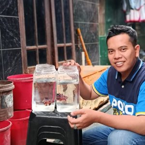 BUDIDAYA CUPANG DARI KOTA TANGERANG KE MANCANEGARA   