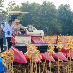 Presiden Prabowo dan Kapolri Panen Raya Jagung Nasional di Tuban Perkuat Ketahanan Pangan