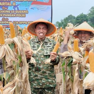Dandim 0510/Tigaraksa Letkol Inf Yudho Setyono Pimpin Panen Raya Jagung Bersama Kasdam Jaya di Cisauk