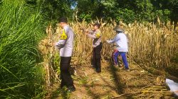 Panen Jagung, Polresta Malang Kota Perkuat Ketahanan Pangan Bersama Petani Kedungkandang