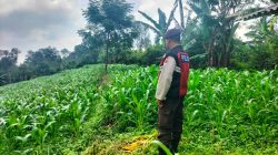 Bhabinkamtibmas Polsek Sukorejo Dampingi Petani Optimalkan Lahan Produktif