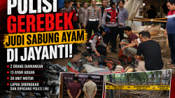 Polresta Tangerang Gerebek Judi Sabung Ayam di Jayanti, Dua Orang dan 28 Unit Motor Diamankan