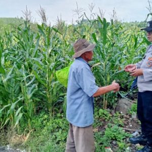 Pantau Lahan Jagung Petani, Polres Pasuruan Kawal Sukses Swasembada Pangan