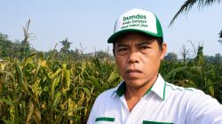 Tanaman Jagung BUMDes Maju Berjaya Desa Mekar Jaya Diduga Diserang Hama Tikus Sejak Usia Tanam 2 Bulan