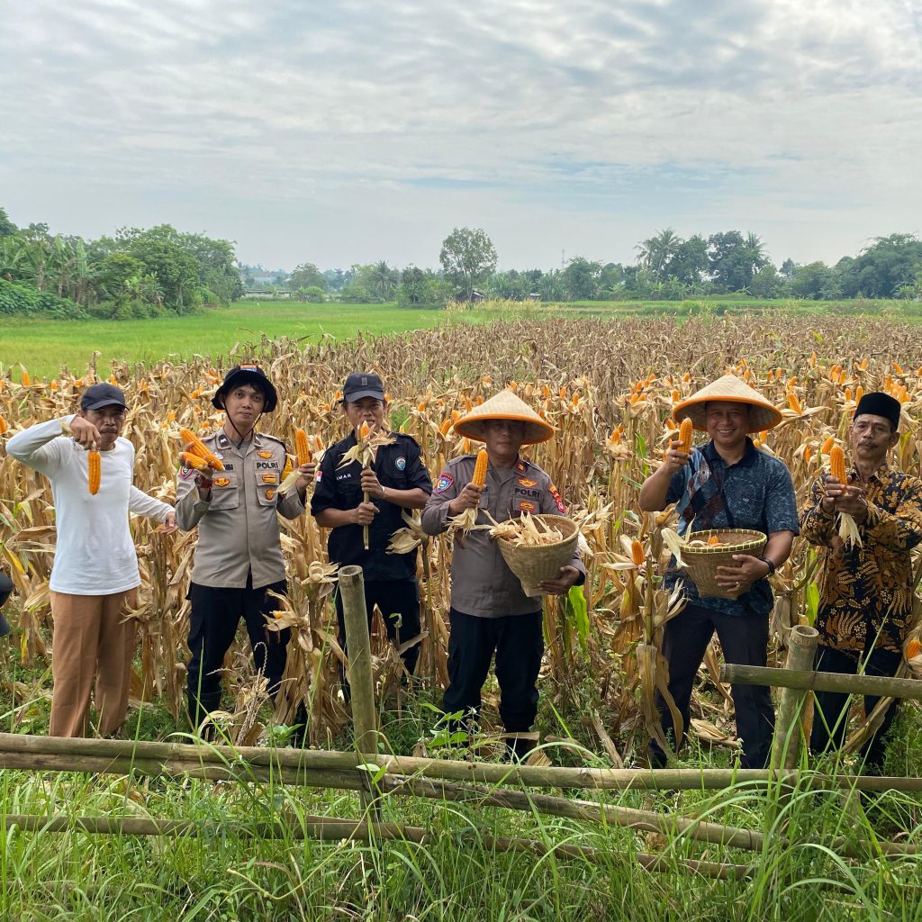 BUMDesa Maju Berjaya Mekar Jaya Gelar Panen Raya Jagung Hibrida Program Ketahanan Pangan Bersama Polsek Panongan