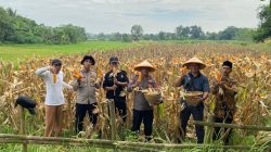 BUMDesa Maju Berjaya Mekar Jaya Gelar Panen Raya Jagung Hibrida Program Ketahanan Pangan Bersama Polsek Panongan