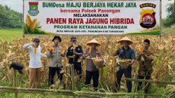 Dukung Program Ketahanan Pangan, Bhabinkamtibmas dan Kanit Binmas Polsek Panongan Panen Jagung Hibrida di Mekar Jaya