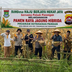Dukung Program Ketahanan Pangan, Bhabinkamtibmas dan Kanit Binmas Polsek Panongan Panen Jagung Hibrida di Mekar Jaya
