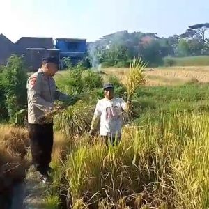 Bhabinkamtibmas Polsek Prigen Bersama Petani Rawat Lahan Padi Dukung Ketahanan Pangan Nasional