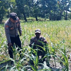 Bhabinkamtibmas Polsek Nongkojajar Tinjau Lahan Jagung P2B, Dukung Asta Cita Ketahanan Pangan