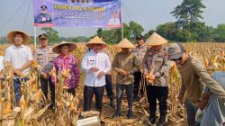 Dukung Ketahanan Pangan Nasional, Polsek Panongan Panen Jagung Program 1 Desa 2 Hektare di Ranca Iyuh