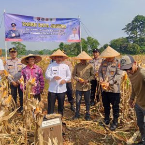Dukung Ketahanan Pangan Nasional, Polsek Panongan Panen Jagung Program 1 Desa 2 Hektare di Ranca Iyuh