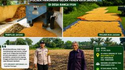 Sukseskan Program Ketahanan Pangan Presiden, Polsek Panongan Gelar Panen Raya Jagung di Desa Ranca Iyuh