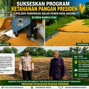 Sukseskan Program Ketahanan Pangan Presiden, Polsek Panongan Gelar Panen Raya Jagung di Desa Ranca Iyuh