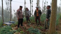 Polsek Tosari Dampingi Petani Bawang, Wujudkan Ketahanan Pangan di Lereng Bromo