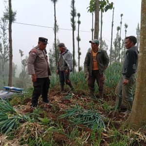 Polsek Tosari Dampingi Petani Bawang, Wujudkan Ketahanan Pangan di Lereng Bromo