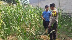 Pantau Tanaman Jagung di Pohgading, Bhabinkamtibmas Perkuat Sinergi Ketahanan Pangan