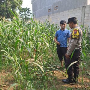 Pantau Tanaman Jagung di Pohgading, Bhabinkamtibmas Perkuat Sinergi Ketahanan Pangan