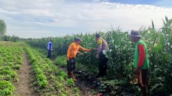 Pantau Jagung di Gempeng, Bhabinkamtibmas Perkuat Pendampingan Kelompok Tani