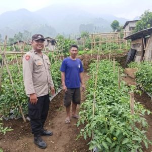 Bhabinkamtibmas Polsek Nongkojajar Dampingi Warga Pantau Tanaman Tomat Dukung Program Ketahanan Pangan Nasional
