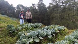 Bhabinkamtibmas Blarang Rutin Monitoring Tanaman Kubis Agar Tumbuh Sesuai Harapan