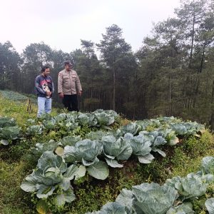 Bhabinkamtibmas Blarang Rutin Monitoring Tanaman Kubis Agar Tumbuh Sesuai Harapan